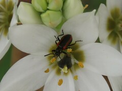 Neoeutrapela