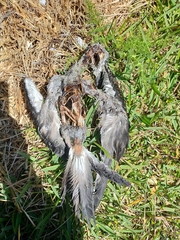 Pelecanoides urinatrix