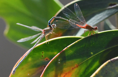 Xanthagrion erythroneurum