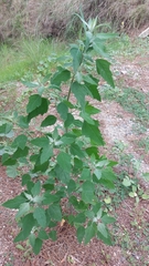 Chenopodium album