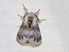 Iropoca rotundata