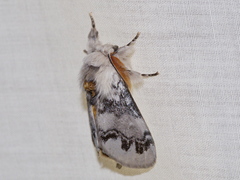 Iropoca rotundata