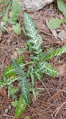 Galactites tomentosus