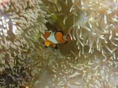 Stichodactyla gigantea