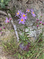 Senecio glastifolius