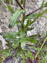 Senecio glastifolius
