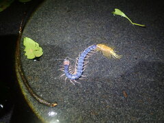 Scolopendra