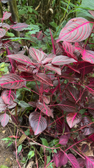 Iresine diffusa herbstii