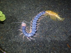 Scolopendra