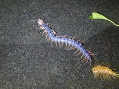 Scolopendra