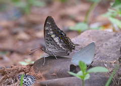 Charaxes solon