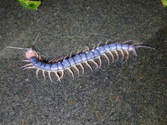 Scolopendra