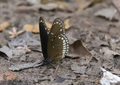 Euploea sylvester