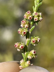 Erica serrata