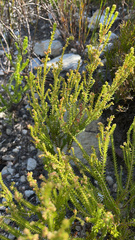 Erica serrata
