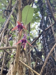 Fuchsia excorticata