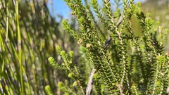 Erica serrata