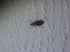 Platyninae