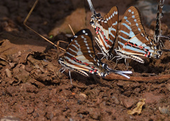 Graphium nomius