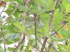 Coryphaeschna ingens