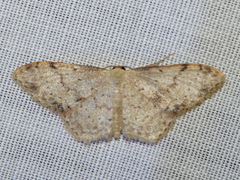 Idaea halmaea