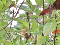 Coryphaeschna ingens