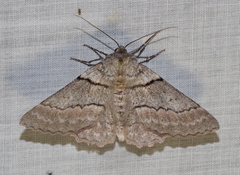 Hypobapta tachyhalotaria