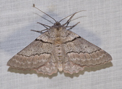 Hypobapta tachyhalotaria