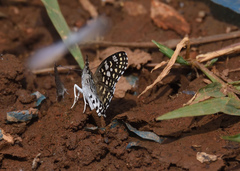 Caprona ransonnettii