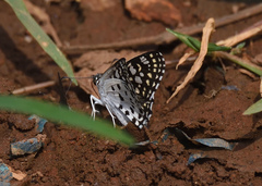 Caprona ransonnettii