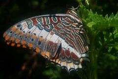 Charaxes
