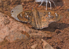 Caprona ransonnettii