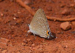 Catochrysops panormus