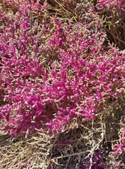 Salsoloideae