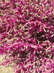 Salsoloideae