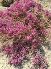 Salsoloideae