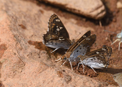 Caprona ransonnettii