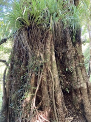 Metrosideros robusta