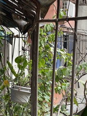 Aegithalos concinnus