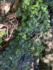 Metrosideros robusta