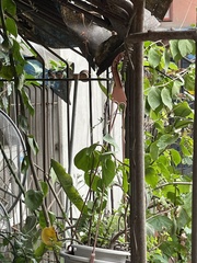 Aegithalos concinnus