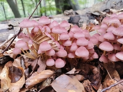 Mycena renati