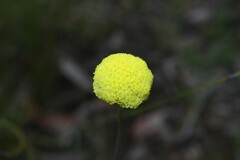 Craspedia variabilis