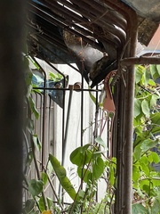 Aegithalos concinnus