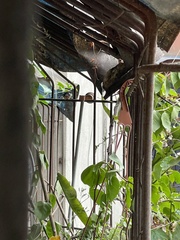 Aegithalos concinnus