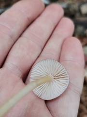 Mycena renati