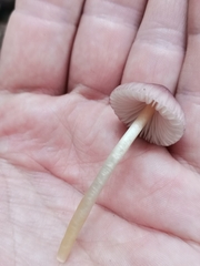 Mycena renati