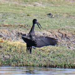 Anastomus lamelligerus