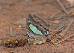 Polyura athamas