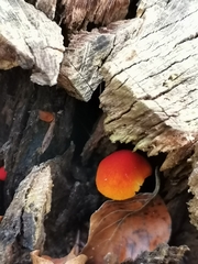 Pluteus aurantiorugosus